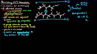 Protein Structure Part 3 of 4  Secondary Structure  Beta Pleated Sheets [upl. by Elfie247]