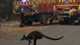 Incendies en Australie  la situation quotcatastrophiquequot sempire [upl. by Stimson211]