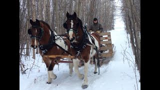 Horse Drawn Sleigh Ride  Christmas Eve [upl. by Auberta]