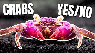 Here Are 15 Freshwater Crabs YOU Can Keep [upl. by Curren]