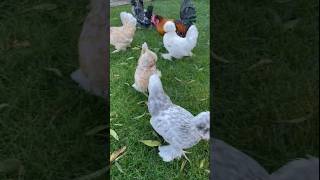 Struma bantam chicken 🐔 ytshortsfeed shorts ytshorts trending youtubeshorts reels [upl. by Aznerol]