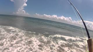 Fly Fishing Beach Jack Crevalle [upl. by Hiett901]