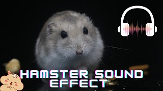 Hamster sound effect  Hamster sound  What sounds does a hamster make [upl. by Knipe]