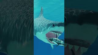 Megalodon  The Enormous and Mysterious Ancient Shark [upl. by Oliy]