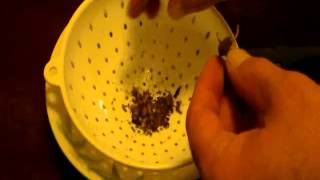 HOW TO GROW TOBACCO PART 10 Harvesting The Seeds [upl. by Shayn]