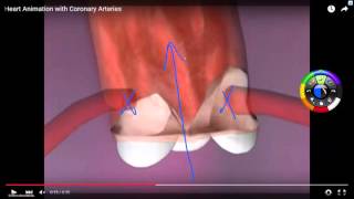 WHEN DOES THE MYOCARDIUM RECEIVES ITS BLOOD FLOW [upl. by Sawyor85]