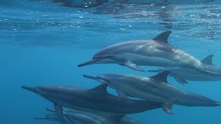 Hawaii Spinner Dolphins Facts [upl. by Aneerehs]