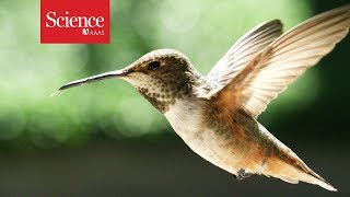 What makes hummingbirds such agile flyers [upl. by Twelve]