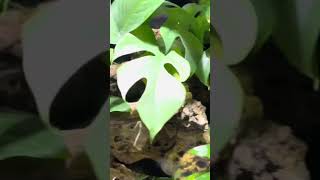 Aquarium mit Monstera aquarium aquaristik [upl. by Petunia]