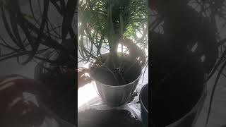 Ponytail Palm Repotting [upl. by Lechner90]