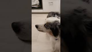 Australian Shepherd Reverse Sneezing [upl. by Aligna]