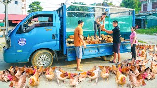 Use Truck To Harvest Many Chickens On The Farm To Sell At The Market  Daily Life In The Village [upl. by Seaden283]