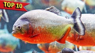 Top 10 Aggressive Aquarium Fish [upl. by Anaitit360]