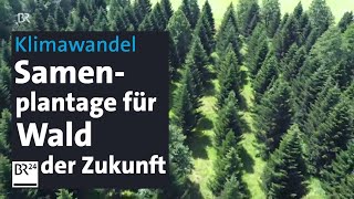 Klimawandel Samenbanken für Wälder der Zukunft  Abendschau  BR24 [upl. by Nadbus]