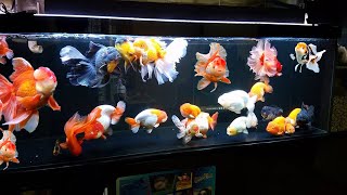 Wow super beautiful goldfish in tank [upl. by Corette]