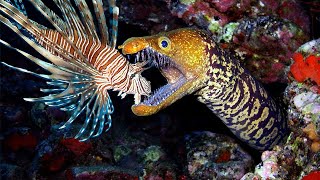 Teaching Eels to Eat Invasive Lionfish [upl. by Borman]