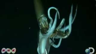 Giant Squid filmed for the first time TED talk by Edith Widder [upl. by Noscire]