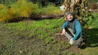 2 Tips for Planting Winter Rye [upl. by Patricio]