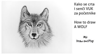 Kako se crta VUK  za početnike  TUTORIAL  How to draw and shade a WOLF [upl. by Naujuj]