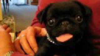 Our pug Maximus [upl. by Bertha]