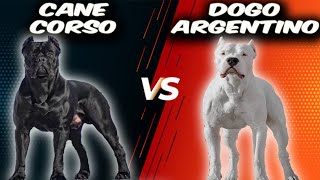 Cane Corso VS Dogo ArgentinoComparison [upl. by Brennen]