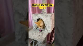 New Cat Tree for Charlie 😁😻🫶 kitten cat catlover [upl. by Euginimod5]