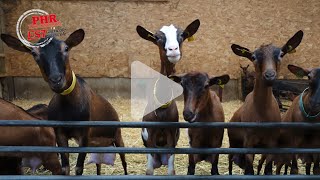 Lélevage de chèvres de la Ferme du Steinbach [upl. by Tallou639]