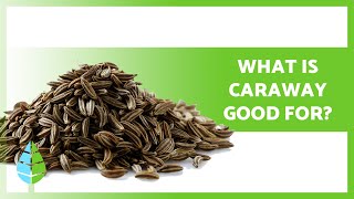 BENEFITS of Caraway ✅ Properties How to Take it and Contraindications [upl. by Naitsabas]