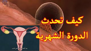 كيف تحدث الدورة الشهرية عند النساء؟ موضوع شامل و نصائح مهمة [upl. by Nathalia]