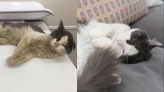 Street Cat Rescue Before and After [upl. by Adrian741]