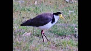 Masked Lapwing Plover bird call and mating [upl. by Clarisa364]