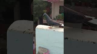 NASAL HONI CHAHIYE PAAL TO HAR KOI LETA HAI KABUTAR trading pigeon kabutor bird vairalvideo 1k [upl. by Nahtanhoj]