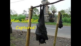 Human Size MegaBats  YES  They are Real [upl. by Emma]