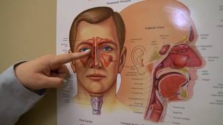 Nasal Endoscopy Procedure [upl. by Amye688]