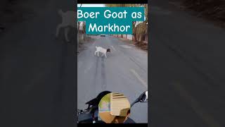 Jumping Goat same Markhor goat markhor jumping goathusbandry viralvideo viralreels trend ksa [upl. by Hartzell]