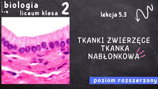 Biologia klasa 2 Lekcja 53  Tkanki zwierzęce Tkanka nabłonkowa [upl. by Aldwon]