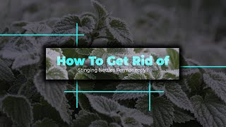 How To Get Rid of Stinging Nettles Permanently [upl. by Luapnaej282]