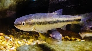 Native Fish Care Creek Chub [upl. by Zug143]