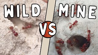 Creating a Natural ANT HILL Foraging Area for Florida Harvester Ants [upl. by Awra434]