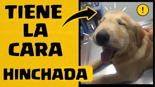 🛑MI PERRO tiene la CARA HINCHADA que le PUEDO DAR ❓TRATAMIENTO FÁCIL para PERROS CON CARA HINCHADA [upl. by Wharton337]