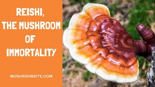 The Four Top Health Benefits of Reishi Mushrooms [upl. by Harley]