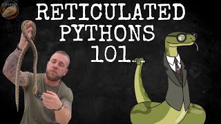 A Beginners Guide To Reticulated Pythons Part 1  Wildfire Retics [upl. by Seiuqram]