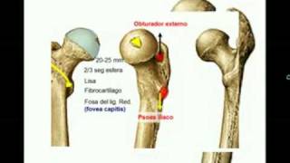 OSTEOLOGIA DE MIEMBRO INFERIOR 4 Diagnostico X [upl. by Tanberg]