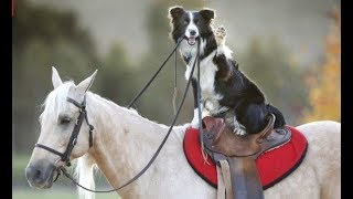 Best Of Awesome Border Collies [upl. by Dolloff]