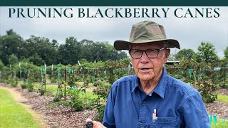 How to Prune BLACKBERRY Canes PART I  Dr Arlie Powell  INCREASING YIELD [upl. by Neerehs585]