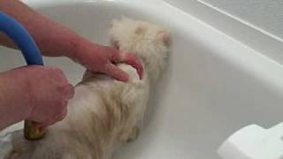 Proper Method for Bathing a Cat [upl. by Girvin]