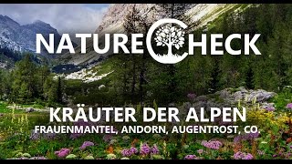 Kräuter der Alpen  Frauenmantel Andorn Augentrost amp Co [upl. by Silbahc]