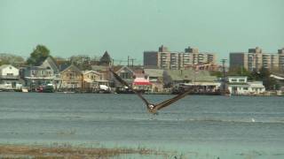 Osprey in Flight at Jamaica Bay [upl. by Bibby979]