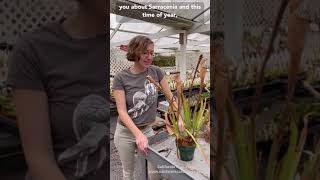 How to Trim Sarracenia Pitcher Plants [upl. by Arhna]