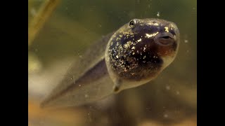 March 2024 vernal pool amphibian phenology [upl. by Leahsim906]